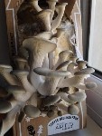 Mushrooms day 8