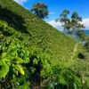 Coffee Farm in Colombia